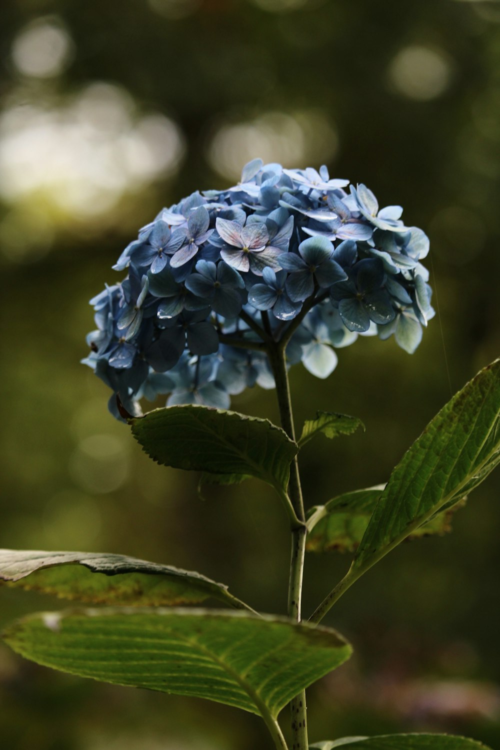 flor roxa na lente do deslocamento da inclinação