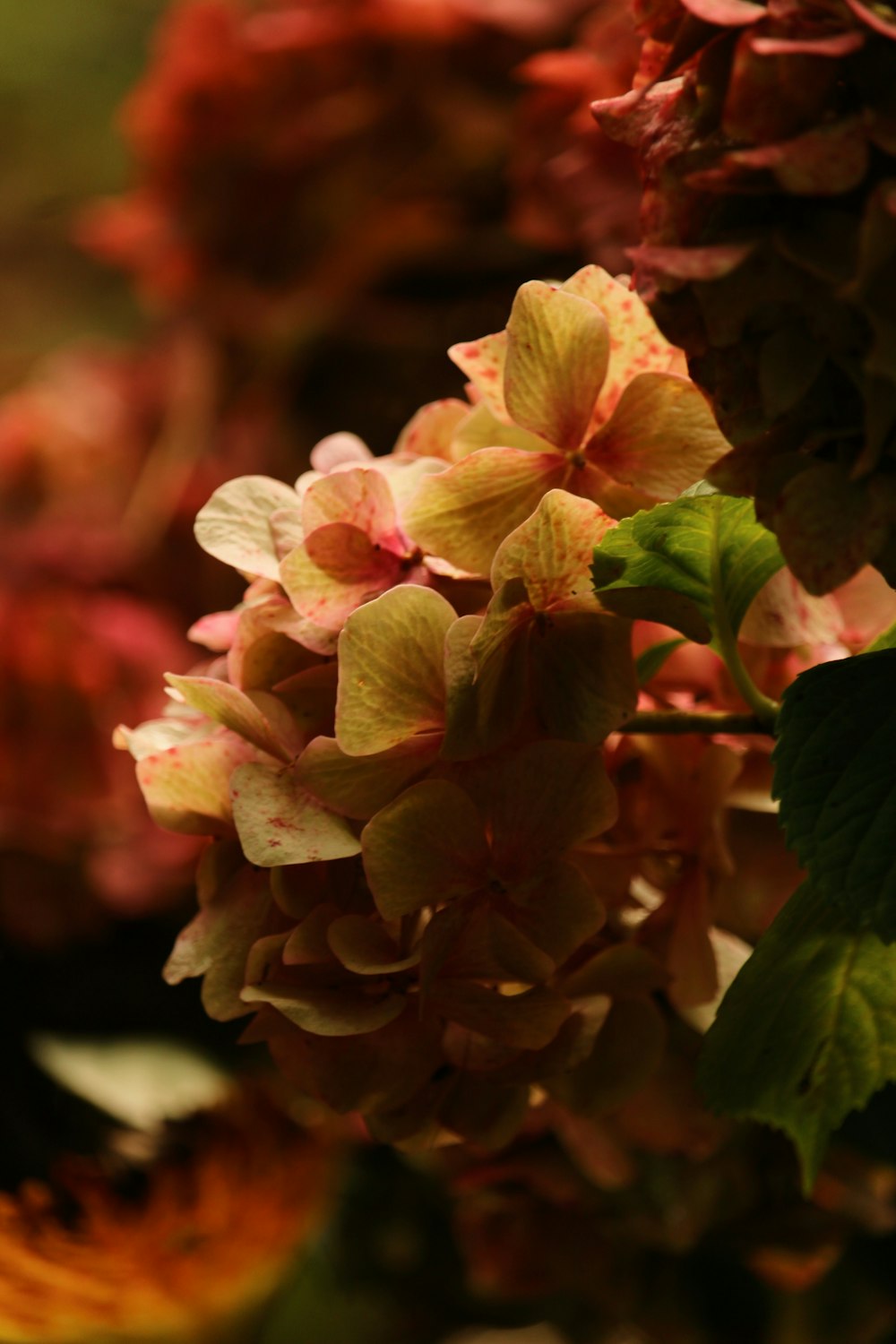 pink and white flower in tilt shift lens