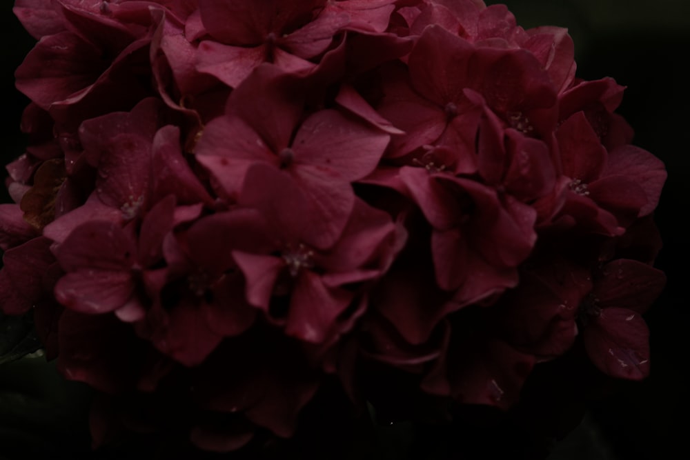 클로즈업 사진의 붉은 꽃