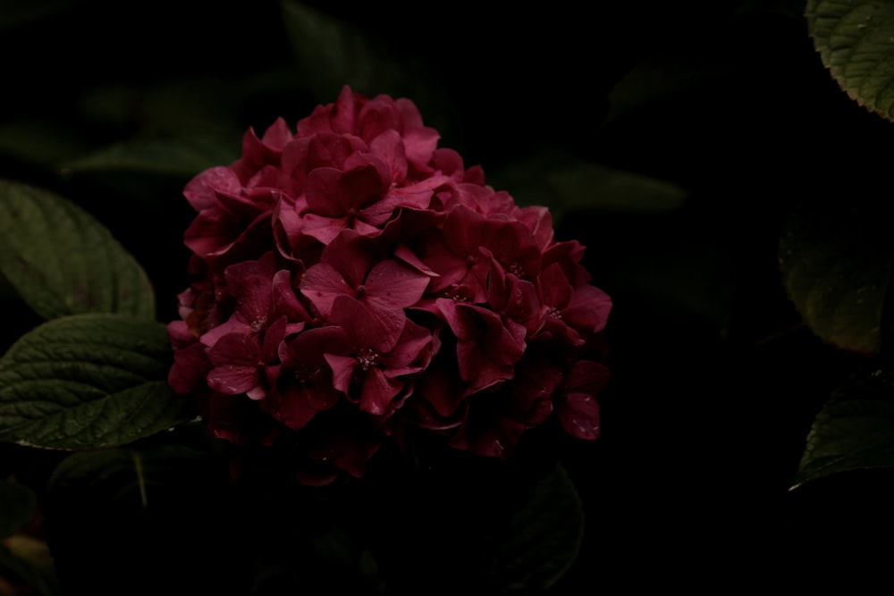 flor cor-de-rosa na fotografia de perto