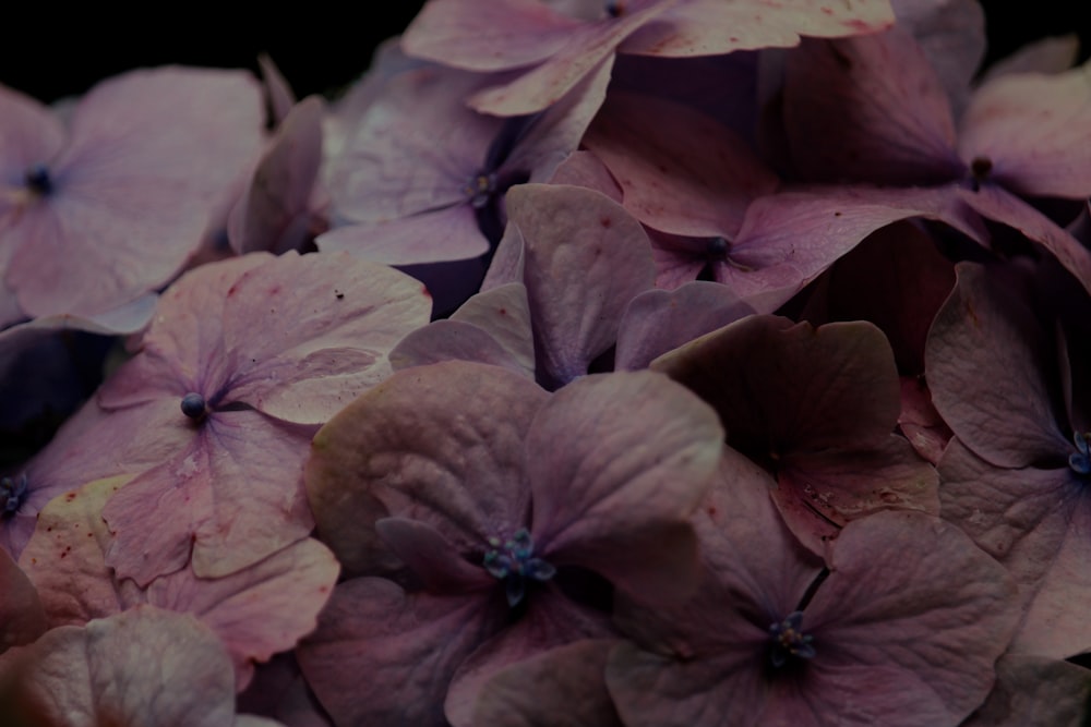クローズアップ写真のピンクと紫の花