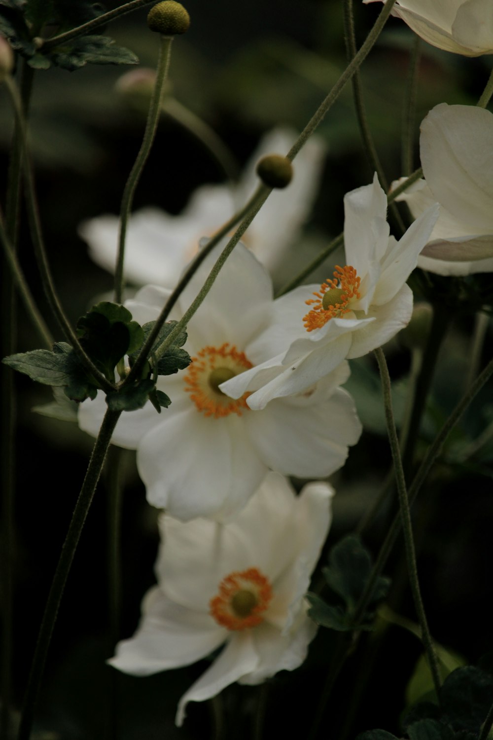 white flower in tilt shift lens