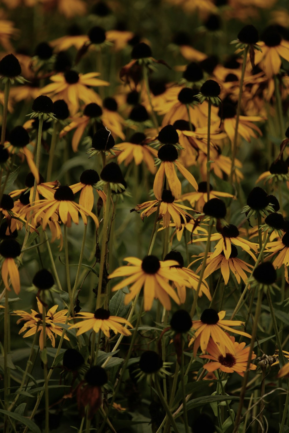 Campo de girasoles amarillos durante el día