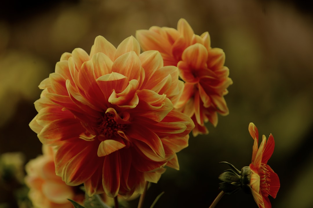 orange flower in macro shot