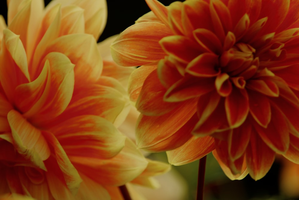 orange flower in macro shot