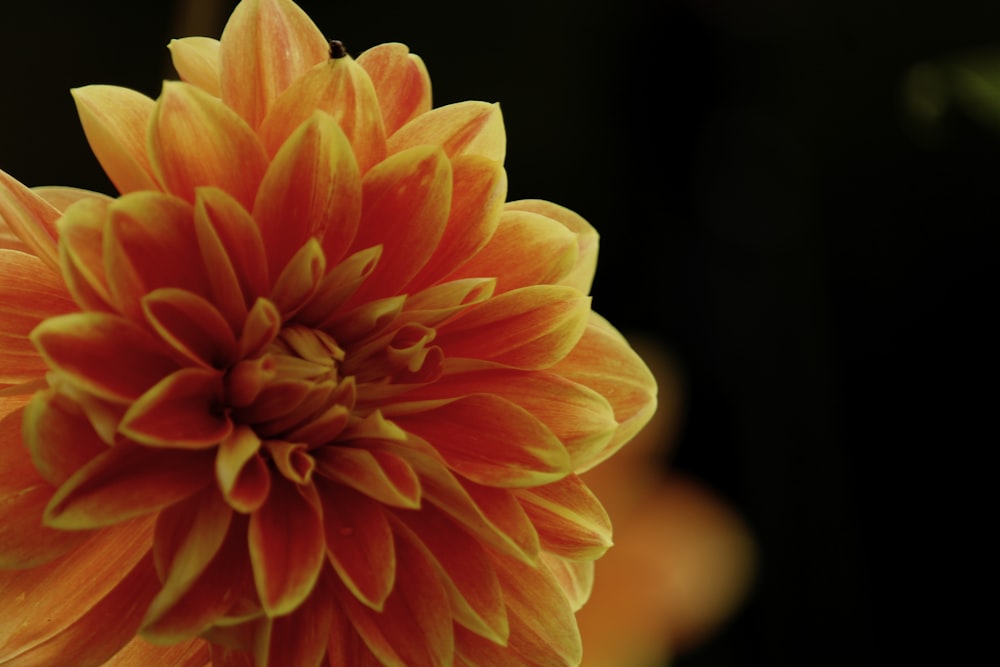 orange flower in tilt shift lens