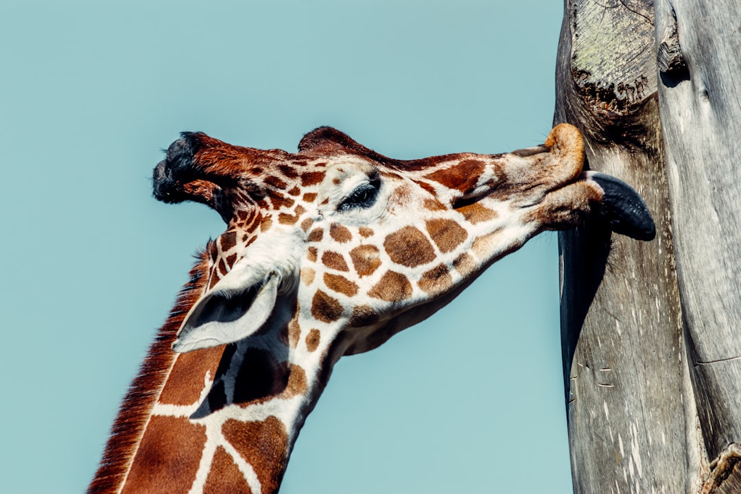 brown and white giraffe standing on brown tree branch