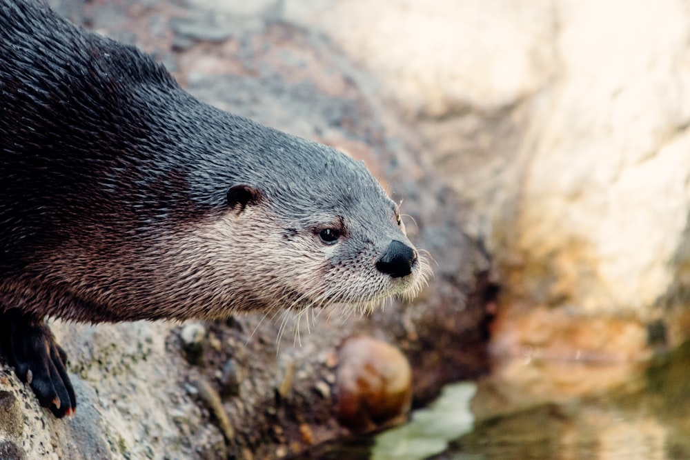 black and white seal on rock