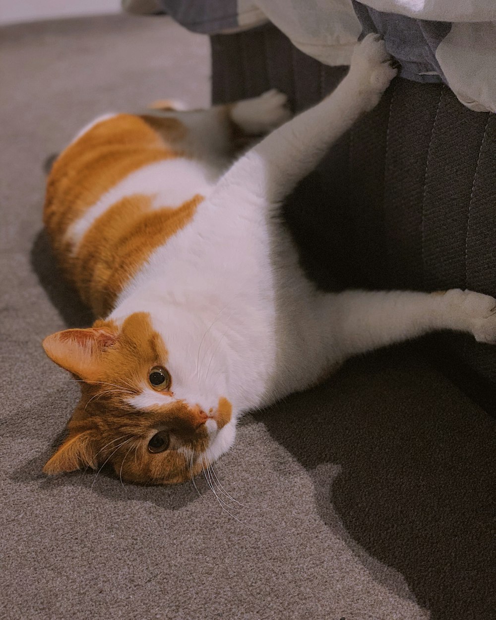 회색 직물에 누워있는 주황색과 흰색 고양이