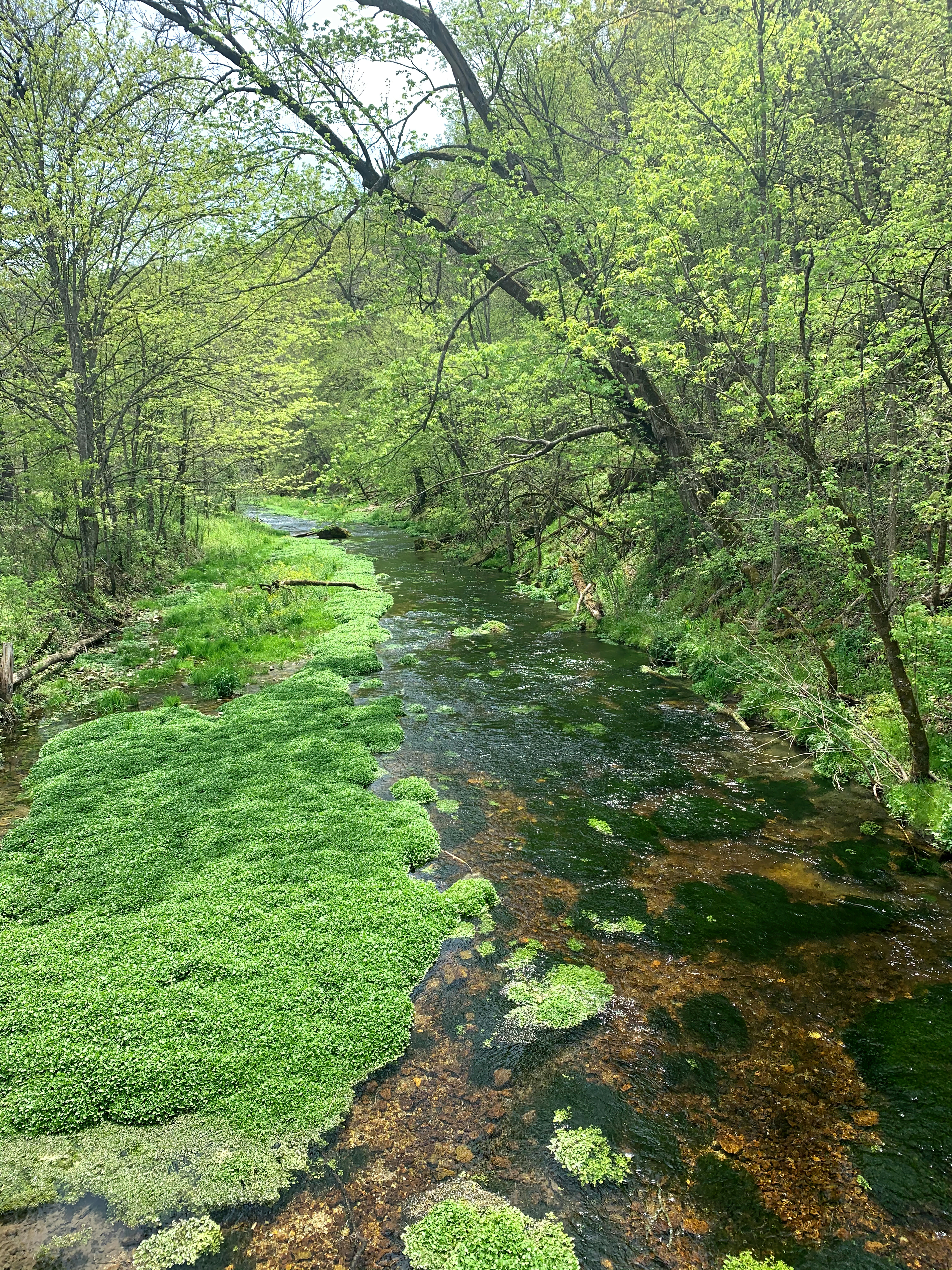 Environmental scientist collecting water samples in clear stream surrounded by lush forest, bright daylight