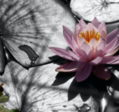 pink lotus flower on white textile