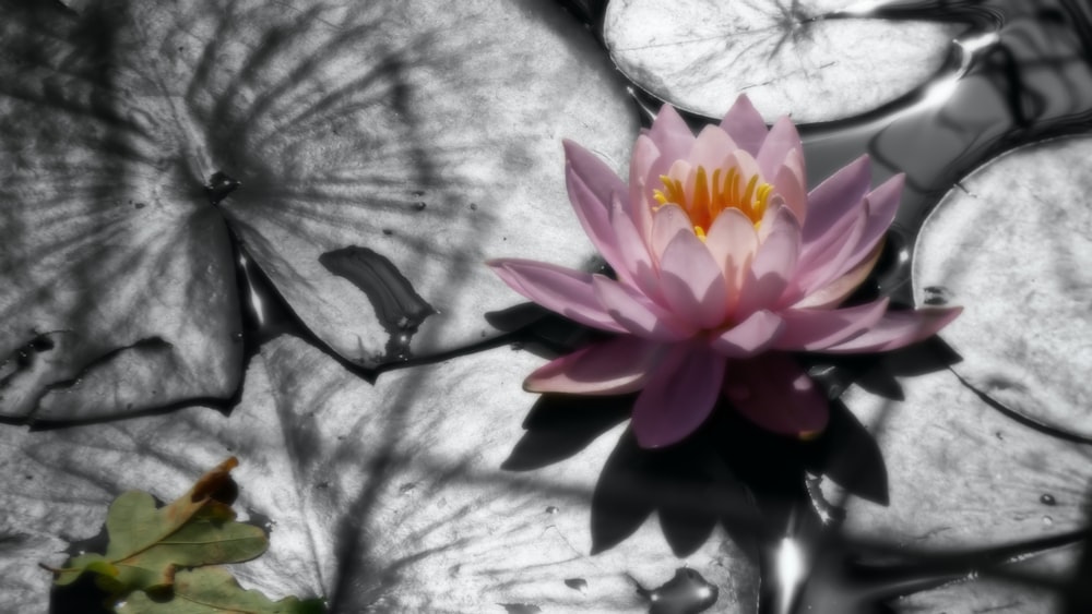 pink lotus flower on white textile