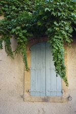 green vines on white wooden door