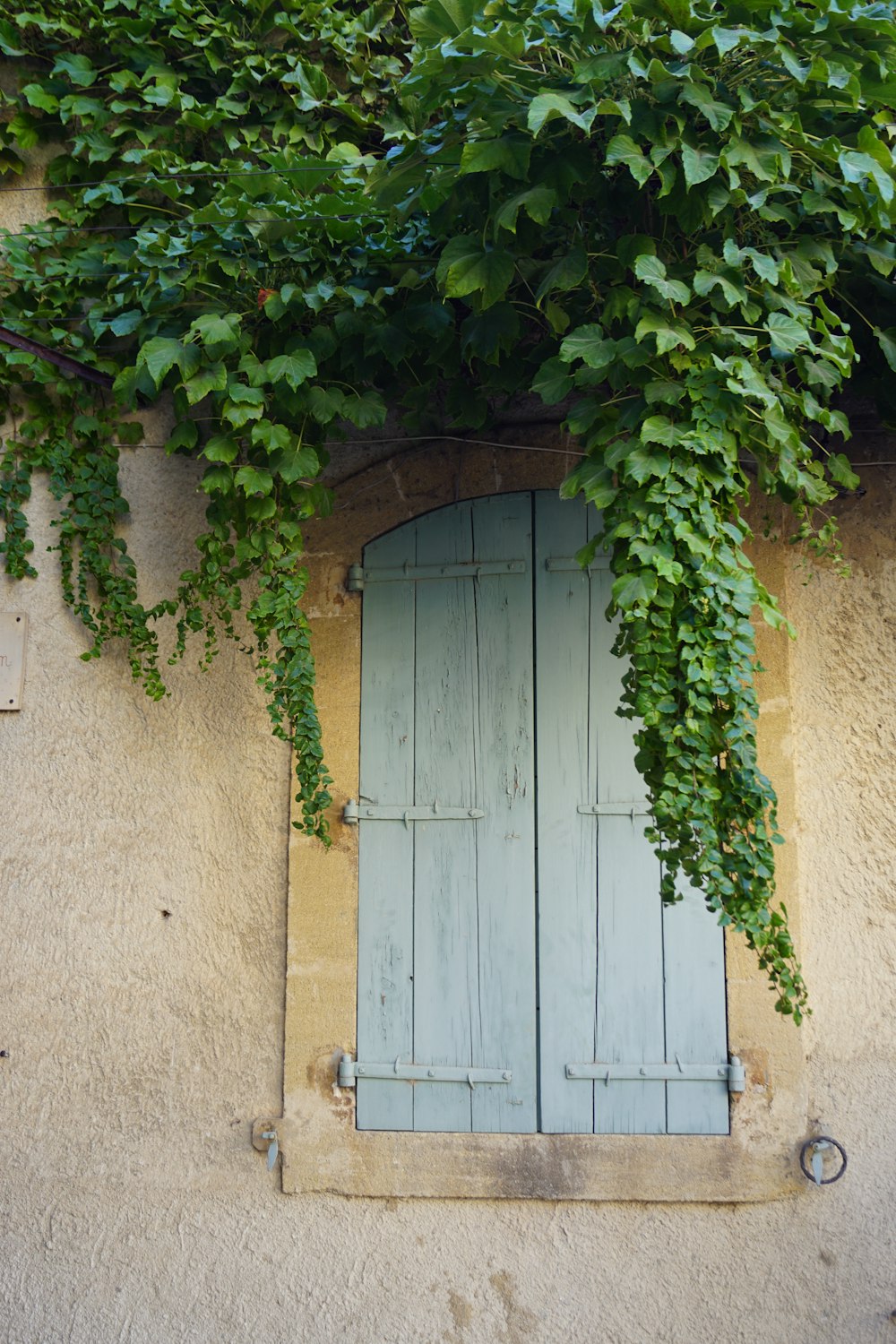 白い木製のドアに緑の蔓
