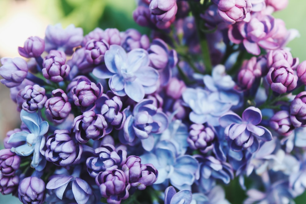 purple and white flower in close up photography