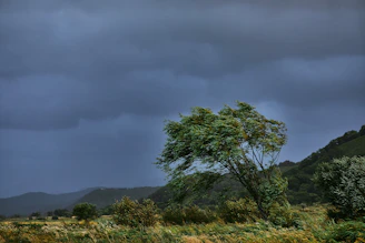 green tree on green grass field under gray sky