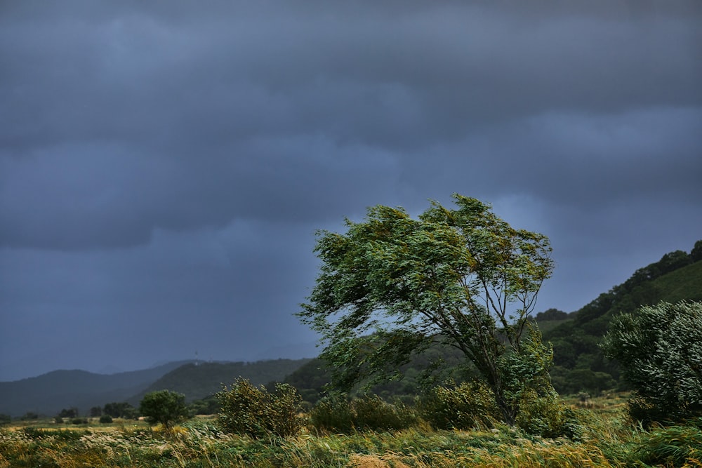 green tree on green grass field under gray sky