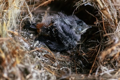black bird on brown grass