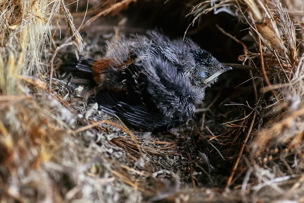 black bird on brown grass