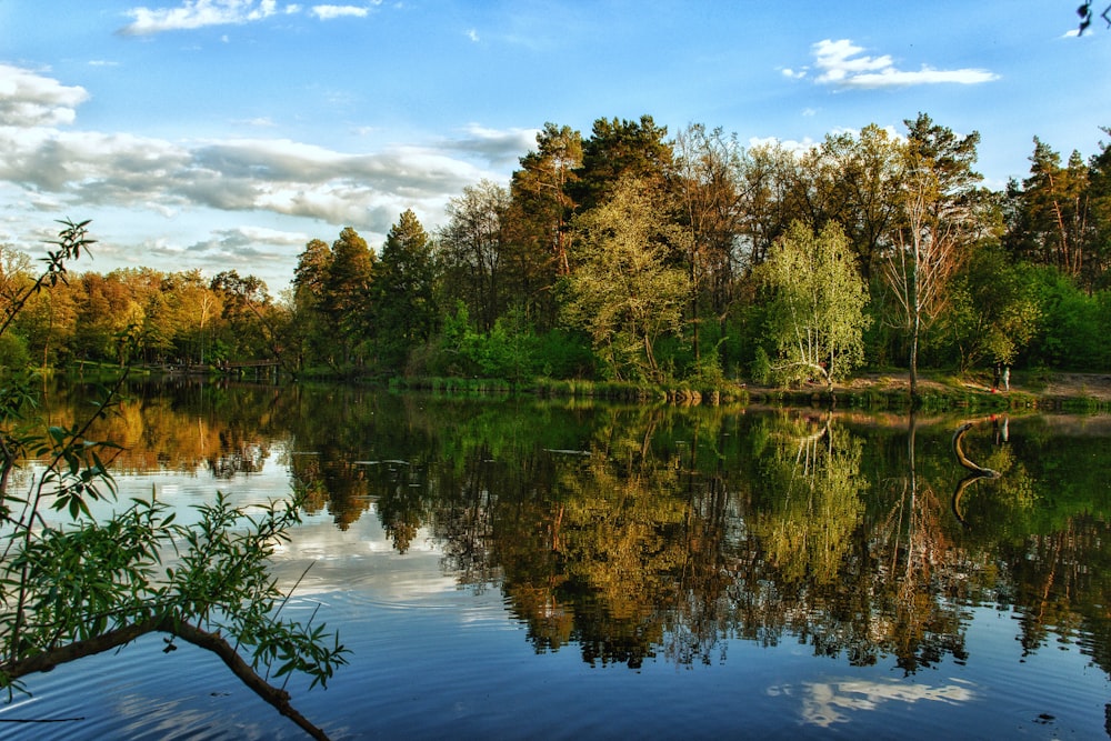 green and brown trees beside lake under blue sky during daytime