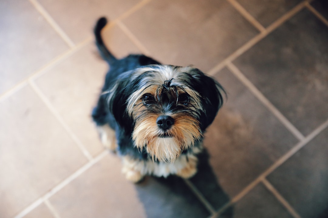 black and white long coated small dog