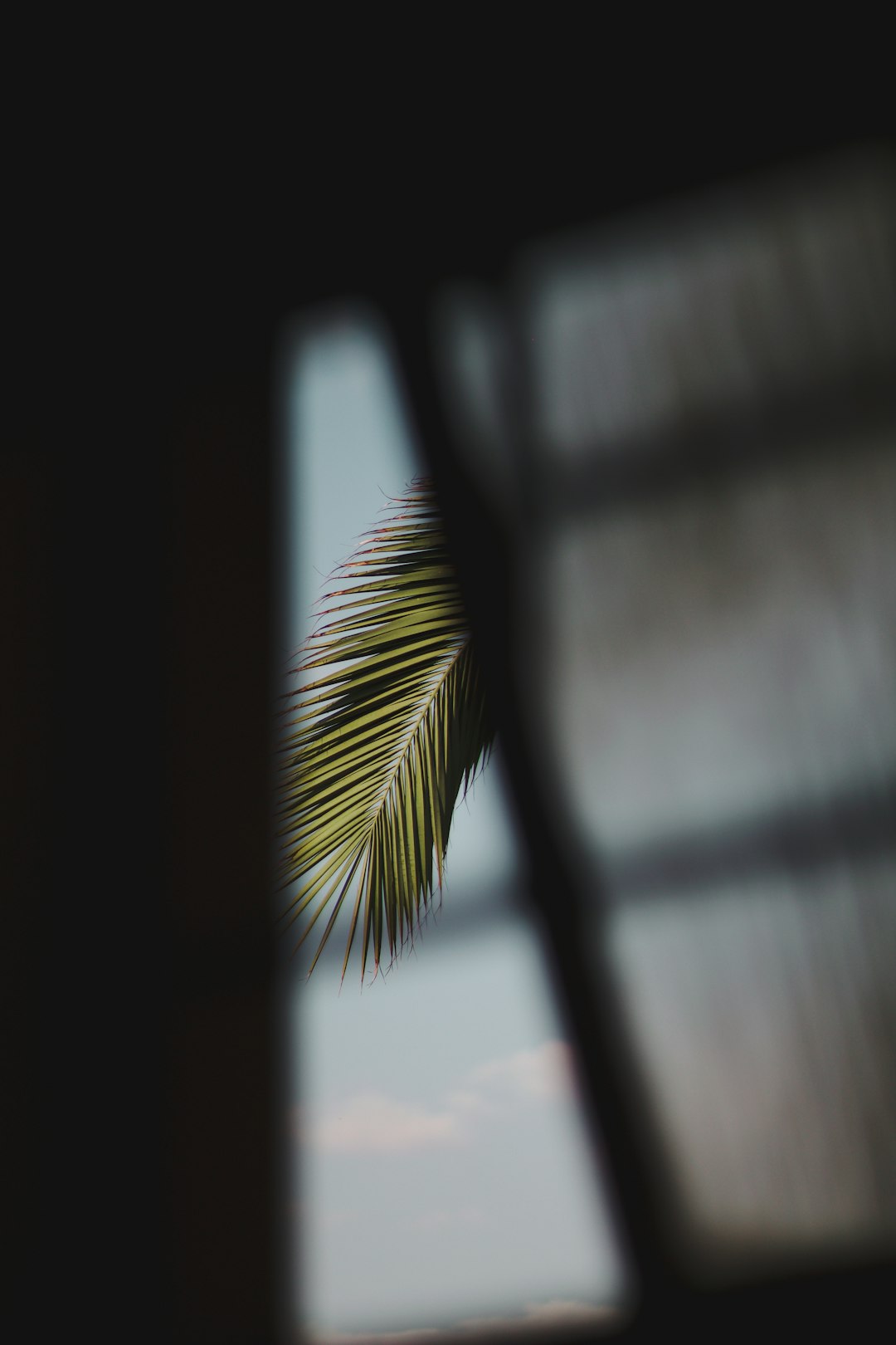 green palm plant near window