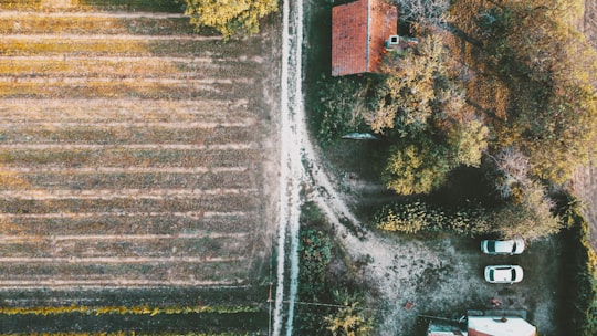 brown wooden stairs with green plants in Tagyon Hungary