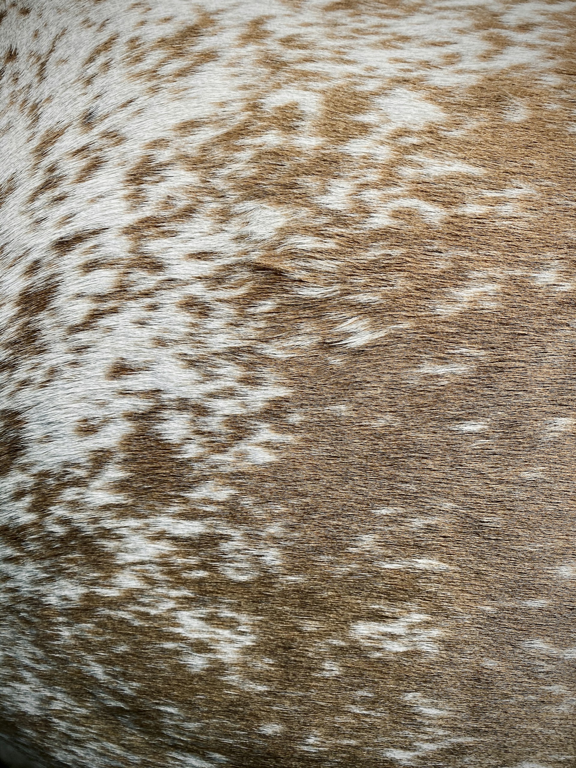 brown and white snow covered ground