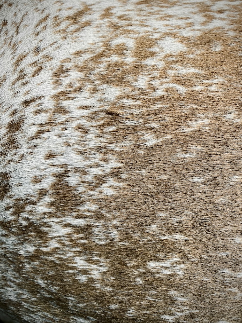 brauner und weißer schneebedeckter Boden