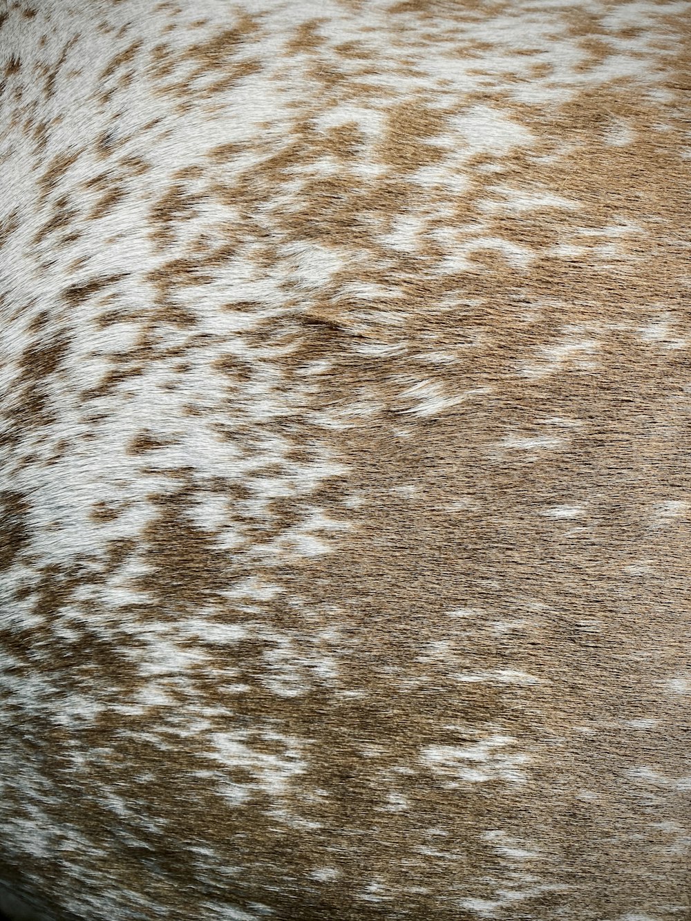 terreno coperto di neve marrone e bianco
