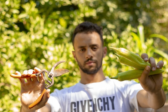 A person is holding a pair of gardening shears in one hand and green peppers in the other while standing outdoors in a lush garden. The background is filled with green foliage, and the person is wearing a white t-shirt.
