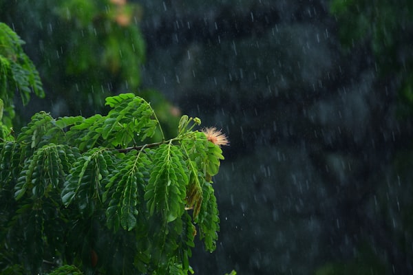 Green tree canopy after rainfall