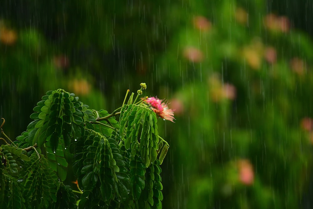 red flower in green leaves