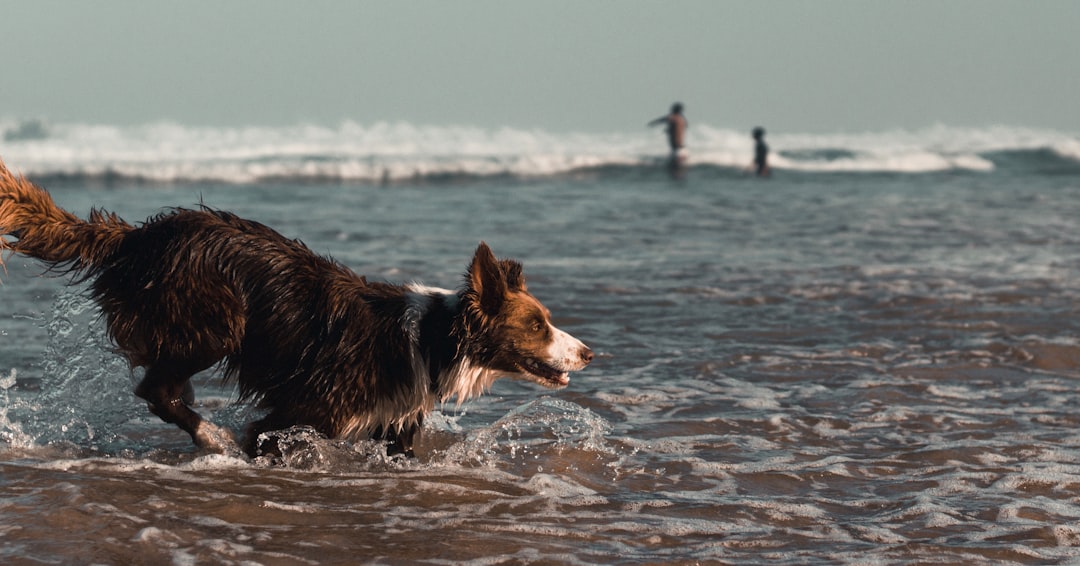 black and white border collie running on water during daytime