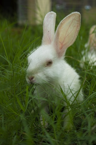 A soft white bunny nibbling on fresh green grass with gentle eyes.