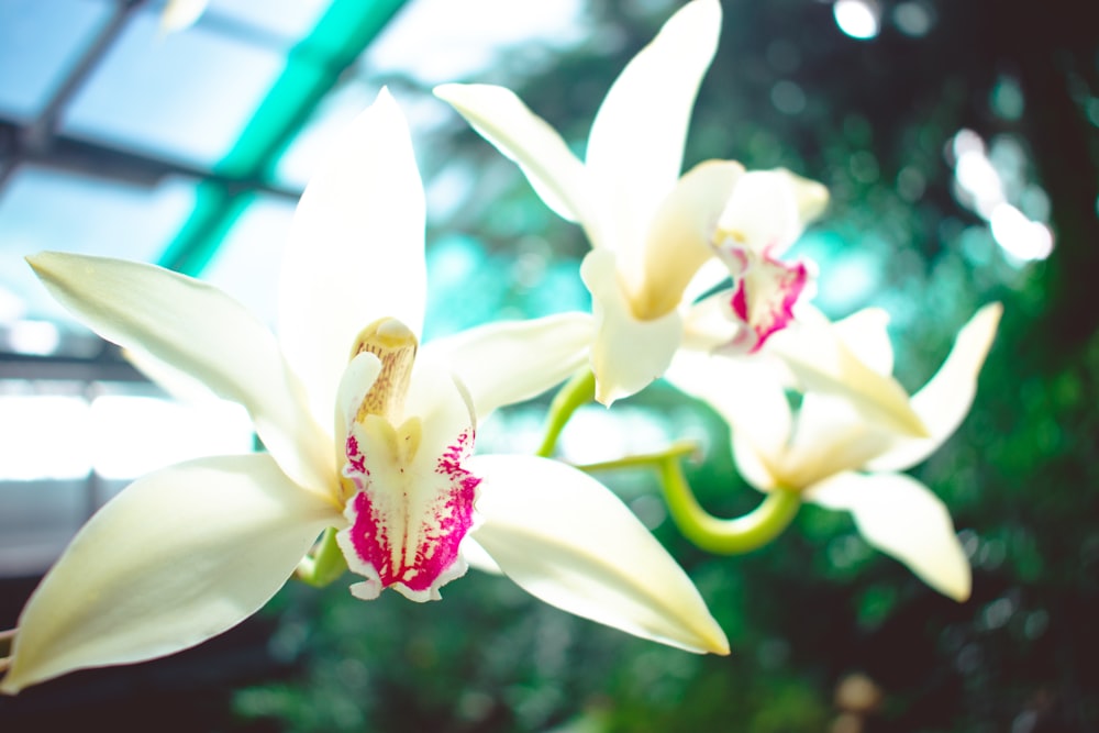 white and yellow flower in tilt shift lens