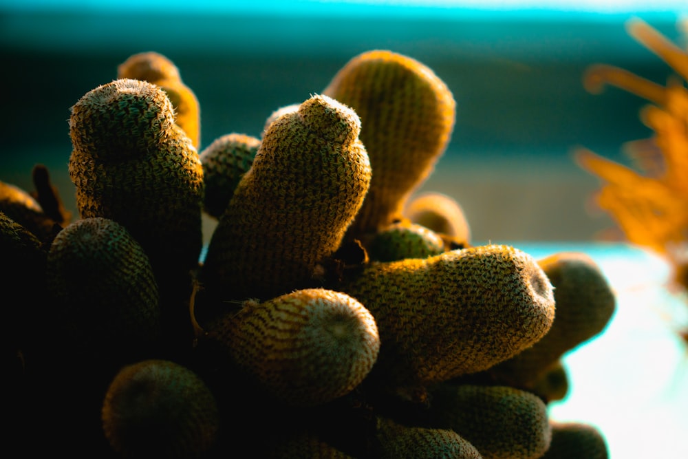 green cactus in close up photography