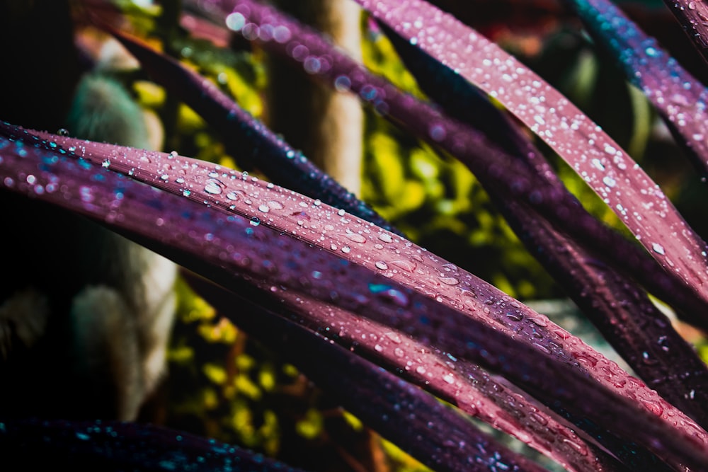 purple and green plant with water droplets