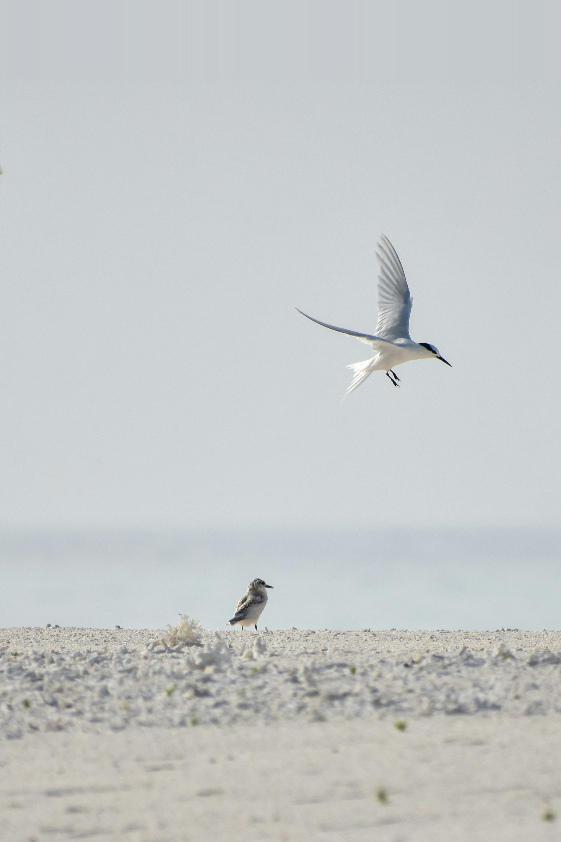 white and black bird flying over the sea during daytime