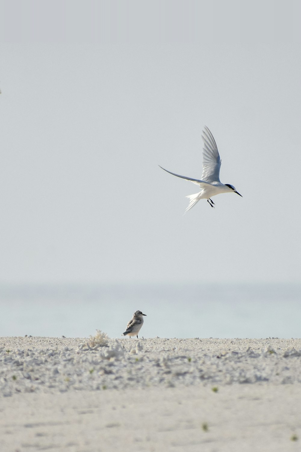 white and black bird flying over the sea during daytime