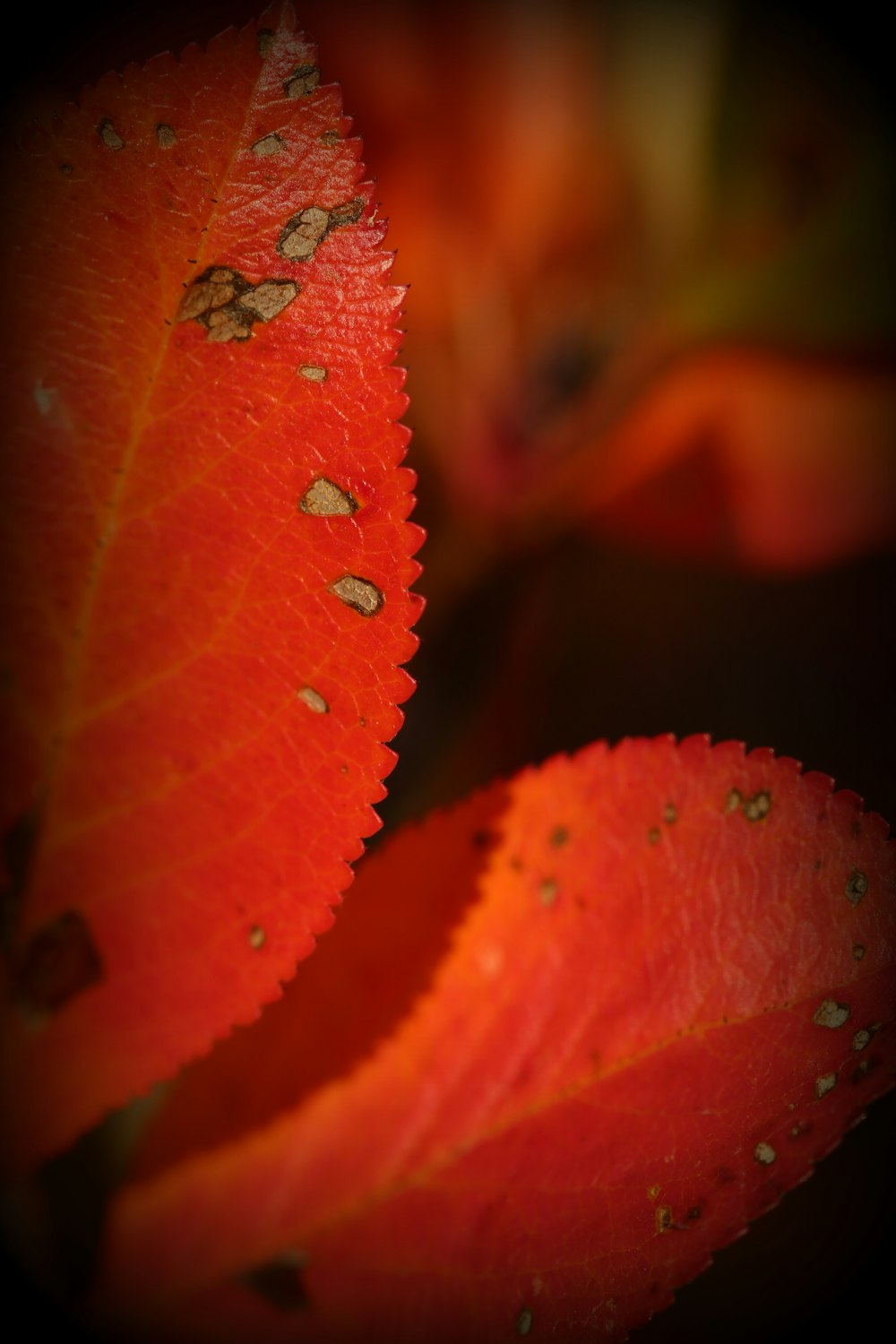 red leaf with water droplets