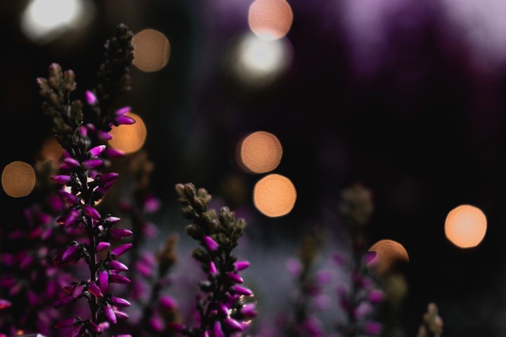 purple and yellow flower buds