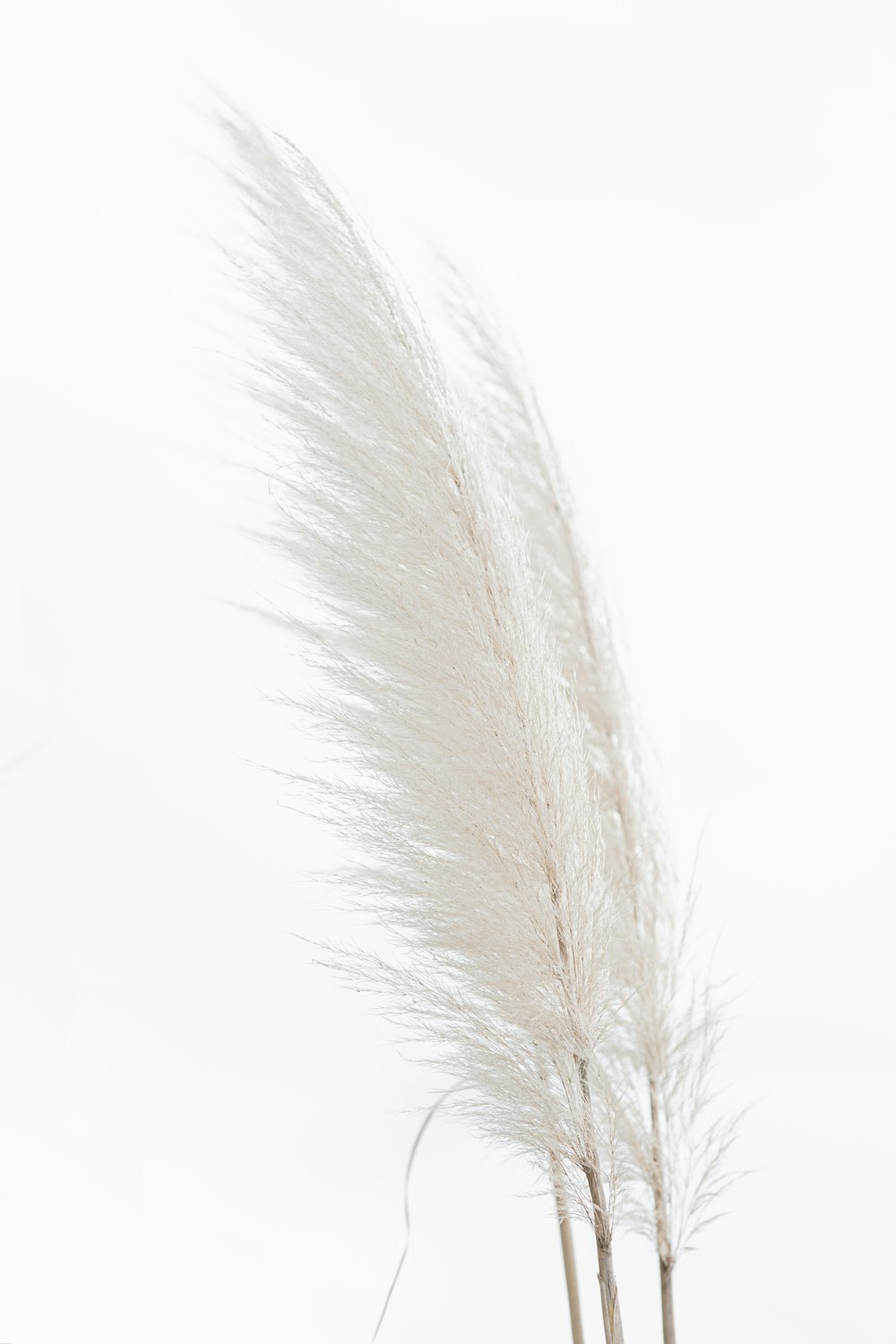 white feather on white background