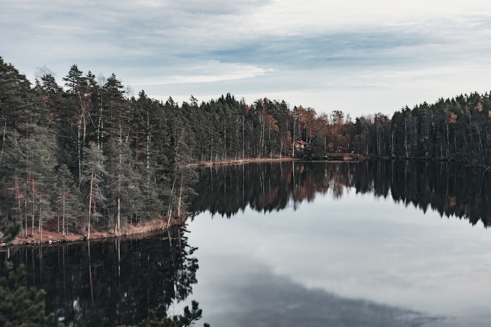 green trees beside body of water under cloudy sky during daytime