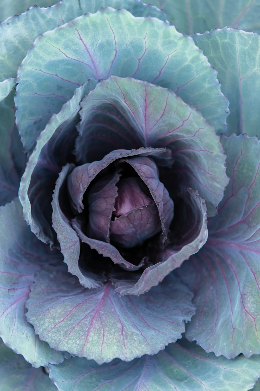 purple and white floral textile