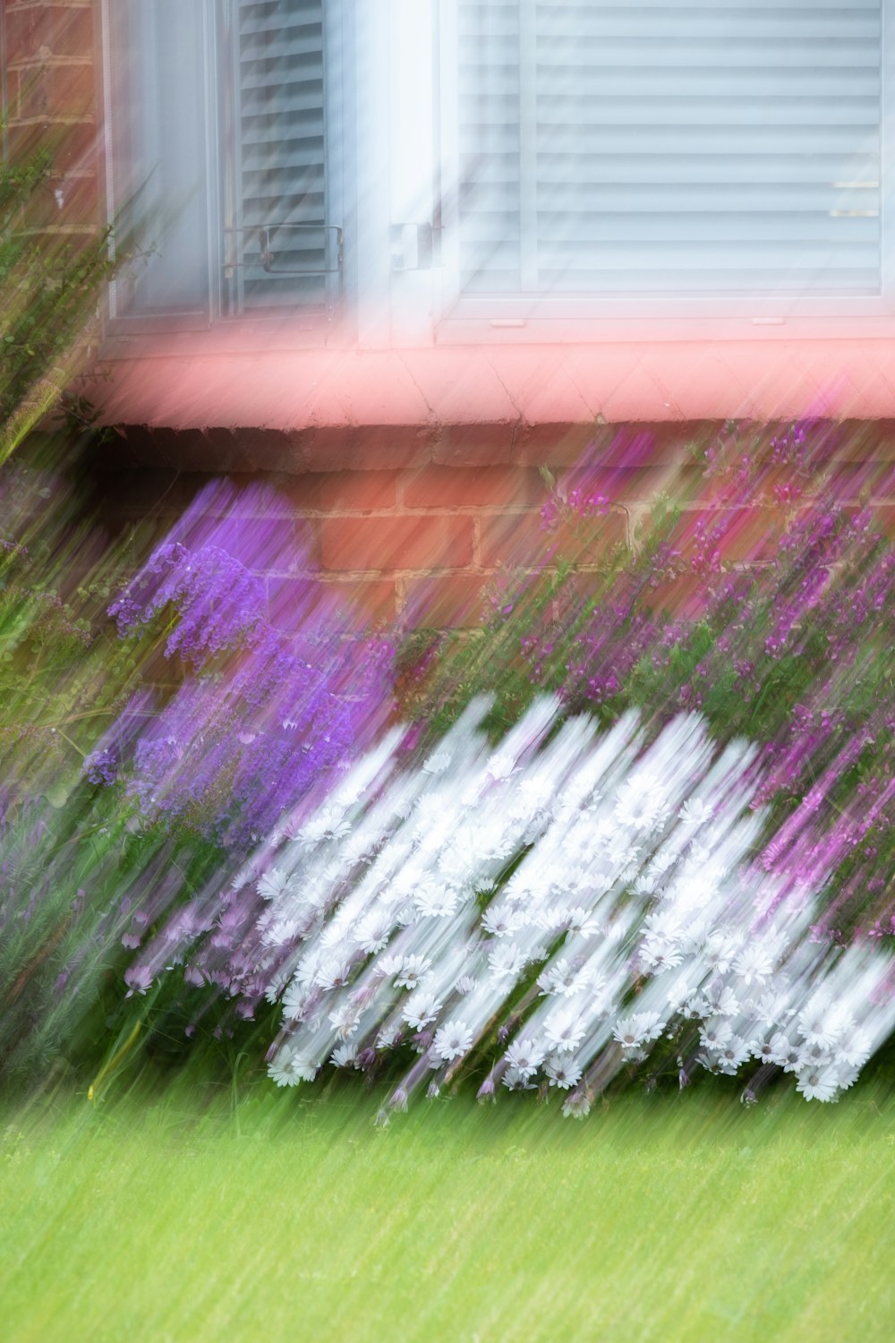 purple and white flower field