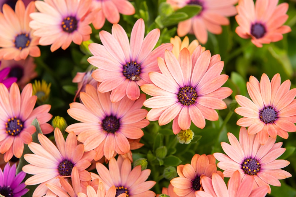 pink and white flowers in macro lens