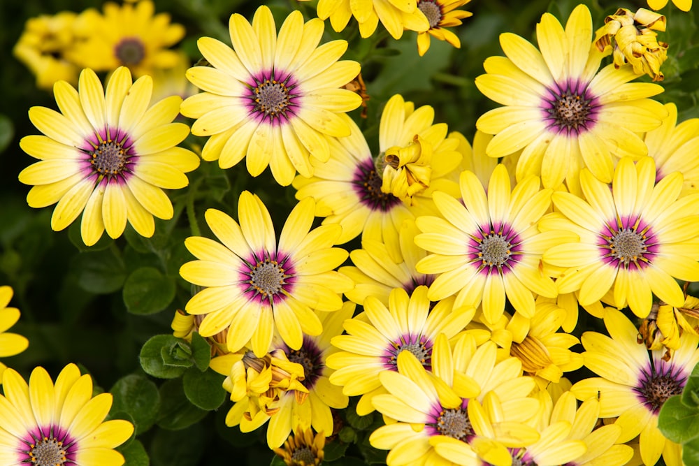 yellow flowers in tilt shift lens