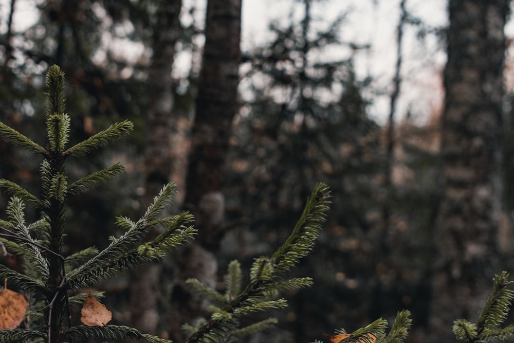 green pine tree in tilt shift lens