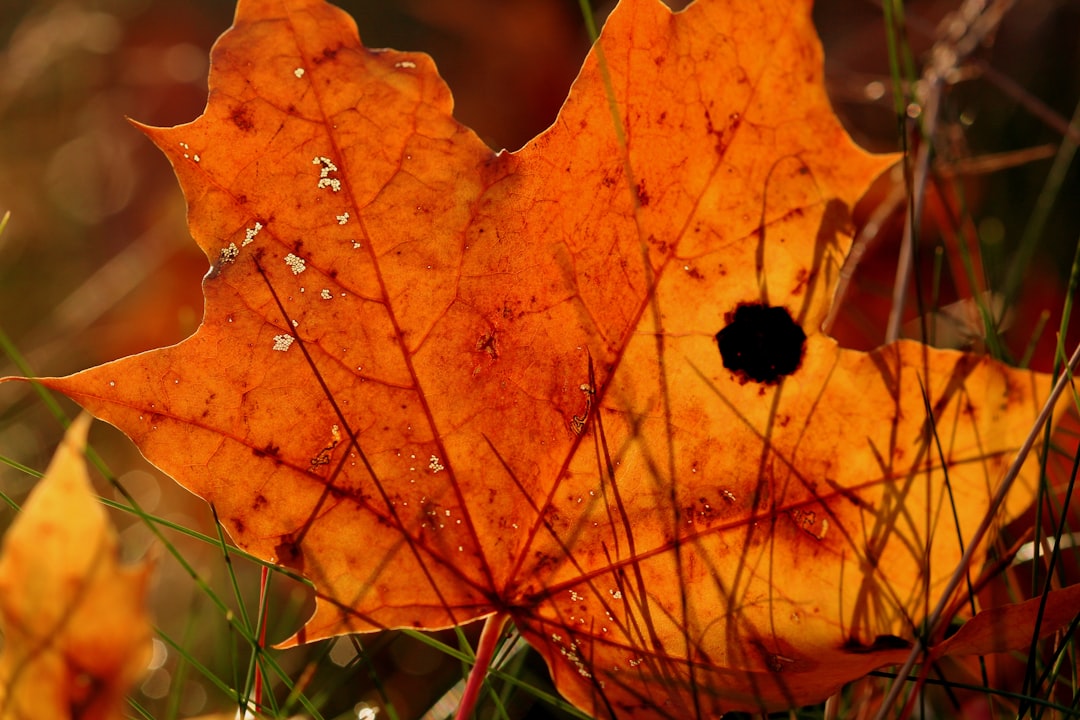 brown maple leaf with water droplets